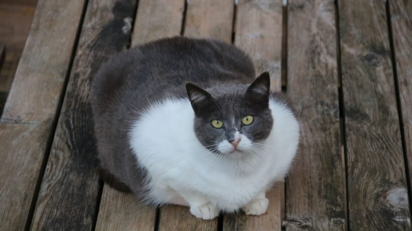 Pesquisa revela impactos da obesidade felina. (Foto: Getty Images via Canva)