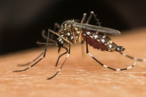 Mosquito com Wolbachia reduz a transmissão da dengue. (Foto: Getty Images via Canva)
