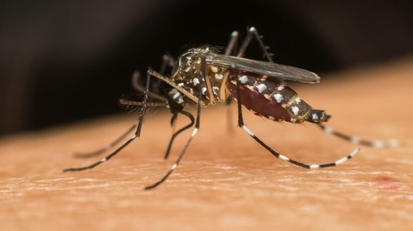 Mosquito com Wolbachia reduz a transmissão da dengue. (Foto: Getty Images via Canva)