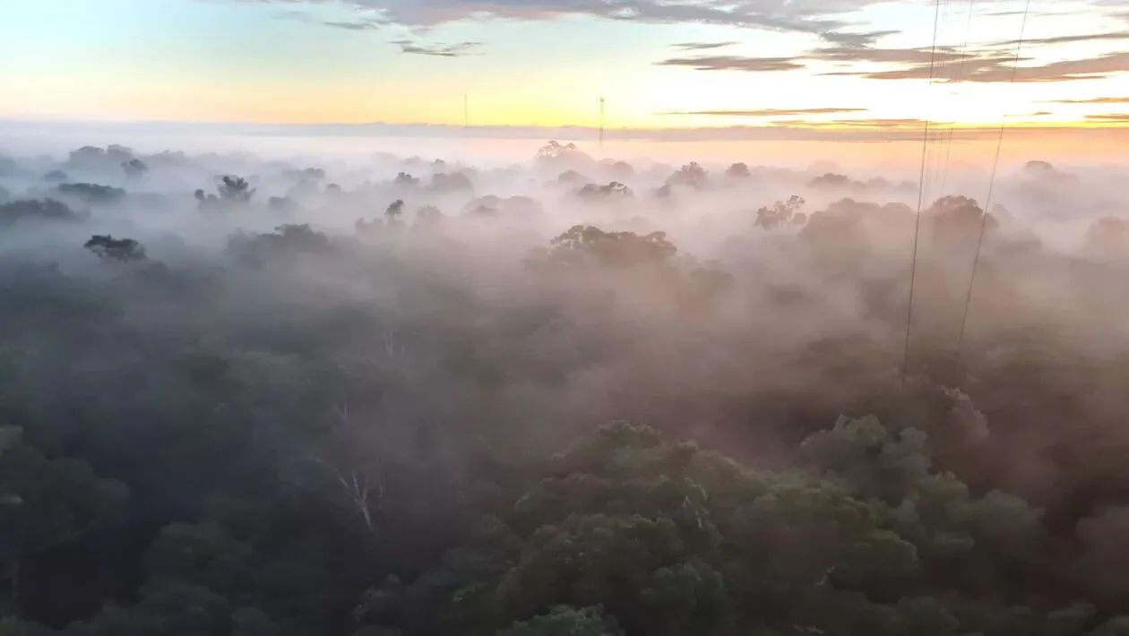Camada densa de névoa acima da copa das árvores da floresta amazônica (Imagem: Bruna Sebben/ Acervo Pessoal)