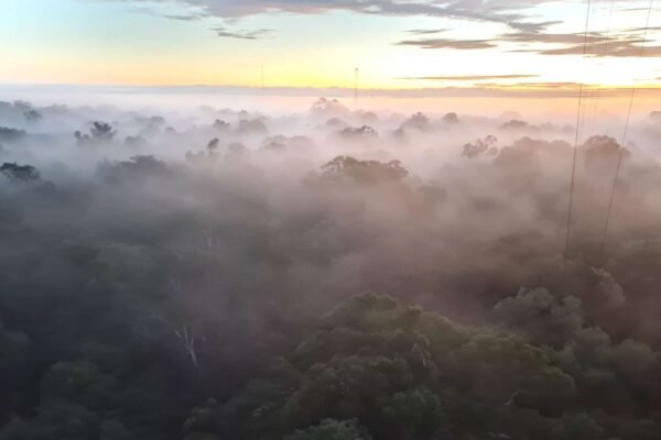Camada densa de névoa acima da copa das árvores da floresta amazônica (Imagem: Bruna Sebben/ Acervo Pessoal)