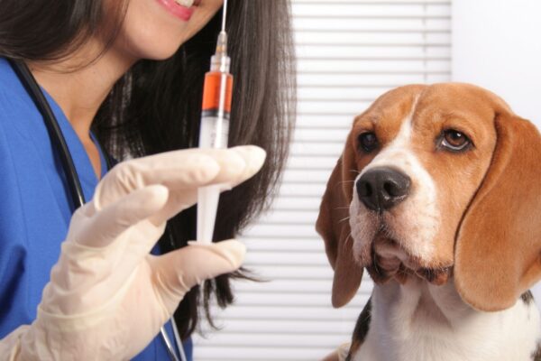 Terapias mostram eficácia contra osteoartrite canina. (Foto: Getty Images via Canva)
