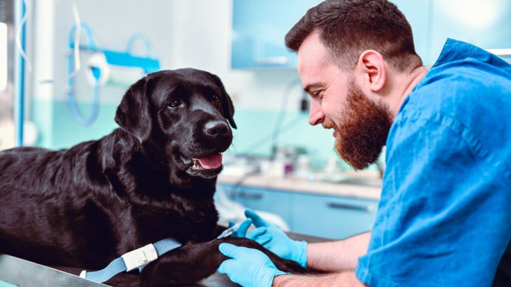 Terapias mostram eficácia contra osteoartrite canina. (Foto: Getty Images via Canva)
