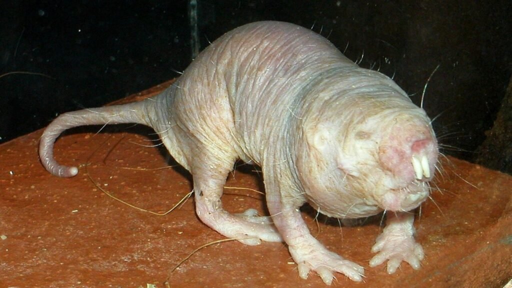 Rato-toupeira-pelado revela segredo da longevidade extrema. (Foto: Roman Klementschitz via Wikimedia Commons)