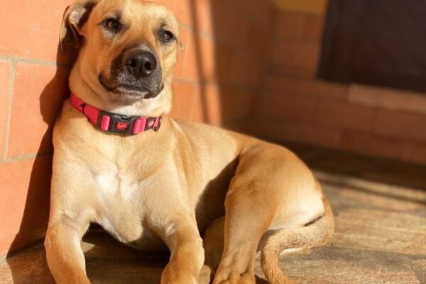 Desigualdade social também afeta a vida dos pets. (Foto: Primísia Estúdio via Canva)