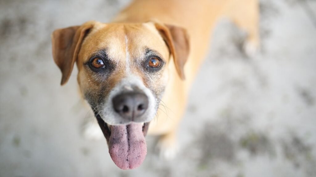 Pesquisa analisou mais de 52 mil cães e gatos. (Foto: Getty Images via Canva)