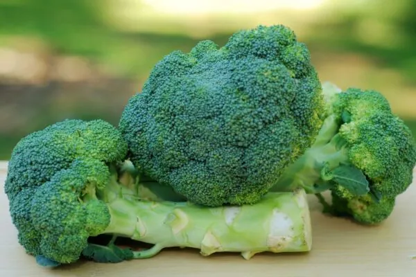 Talos de brócolis têm ação anti-inflamatória natural. (Foto: Getty Images via Canva)