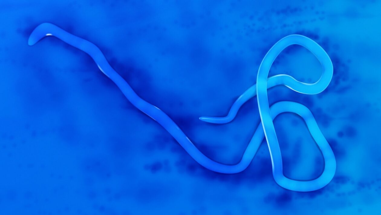 OMS confirma primeira alta em surto de ebola no Congo. (Foto: Getty Images via Canva)