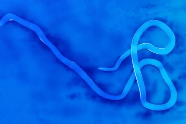 OMS confirma primeira alta em surto de ebola no Congo. (Foto: Getty Images via Canva)