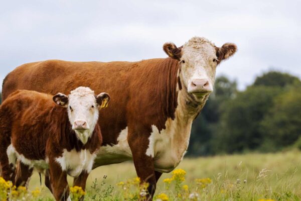 Vacas conseguem reconhecer rostos humanos familiares e associá-los corretamente às vozes. (Imagem: Getty Images via Canva)
