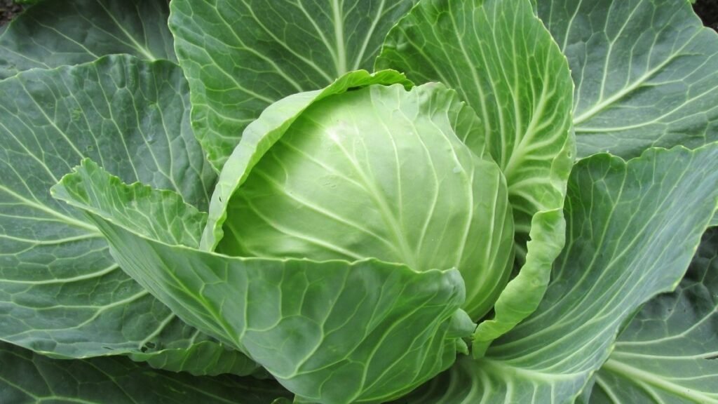 Crucíferos ajudam a reduzir colesterol e inflamação. (Foto: Pixabay via Canva)