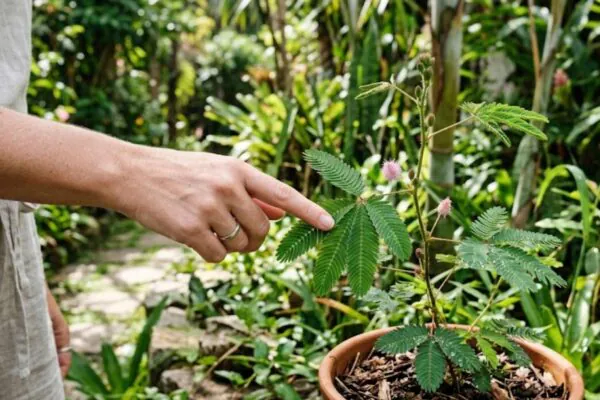 As plantas percebem o toque por meio de sensores celulares e sinais elétricos surpreendentes. (Imagem: Fala Ciência via Gemini)