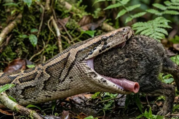 O segredo não está no tamanho da boca, mas na anatomia surpreendente das cobras. (Imagem: Fala Ciência via Gemini)
