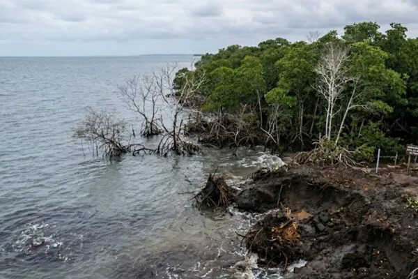 Manguezais podem deixar de armazenar carbono e agravar as mudanças climáticas futuras (Imagem: Fala Ciência via Gemini)