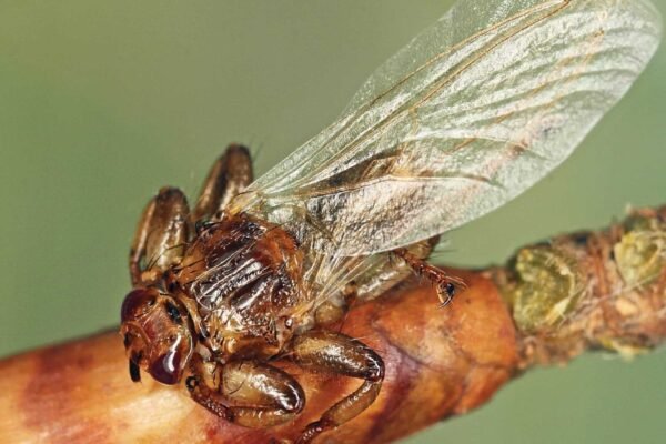Mosca parasita reduz a própria visão após encontrar hospedeiro, revela estudo. (Imagem: Wikimedia Commons/ [J Roháček] Oboňa J, Sychra O – Licença CC BY-SA 4.0)