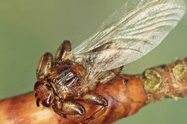 Mosca parasita reduz a própria visão após encontrar hospedeiro, revela estudo. (Imagem: Wikimedia Commons/ [J Roháček] Oboňa J, Sychra O – Licença CC BY-SA 4.0)