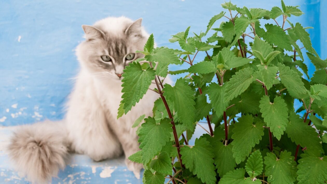 Nepetalactona ativa o cérebro emocional dos gatos. (Foto: Getty Images via Canva)