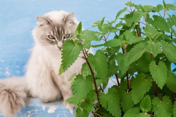 Nepetalactona ativa o cérebro emocional dos gatos. (Foto: Getty Images via Canva)