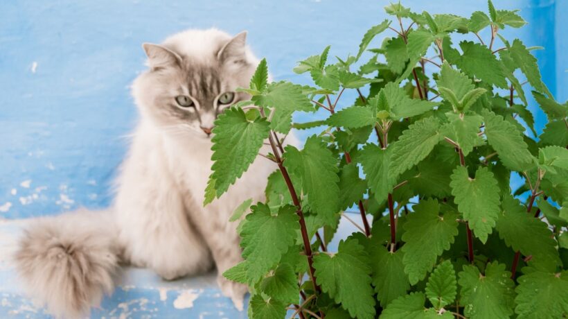 Nepetalactona ativa o cérebro emocional dos gatos. (Foto: Getty Images via Canva)