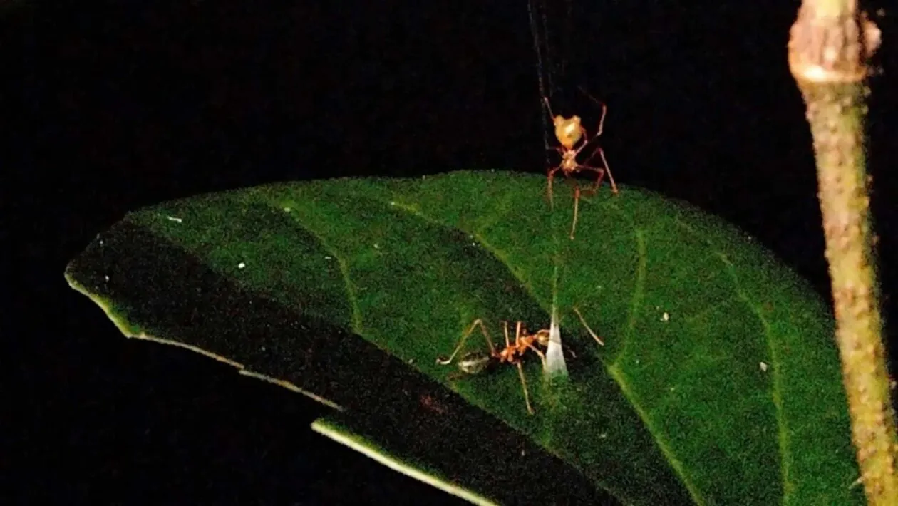 Esta aranha faz a própria formiga acionar uma catapulta que a lança direto para a armadilha. (Imagem: Professor Ajay Narendra et al.)