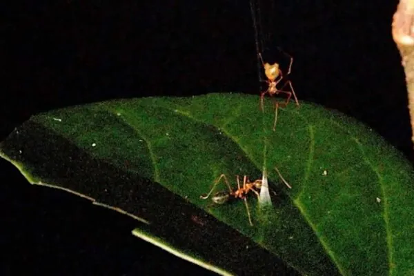 Esta aranha faz a própria formiga acionar uma catapulta que a lança direto para a armadilha. (Imagem: Professor Ajay Narendra et al.)