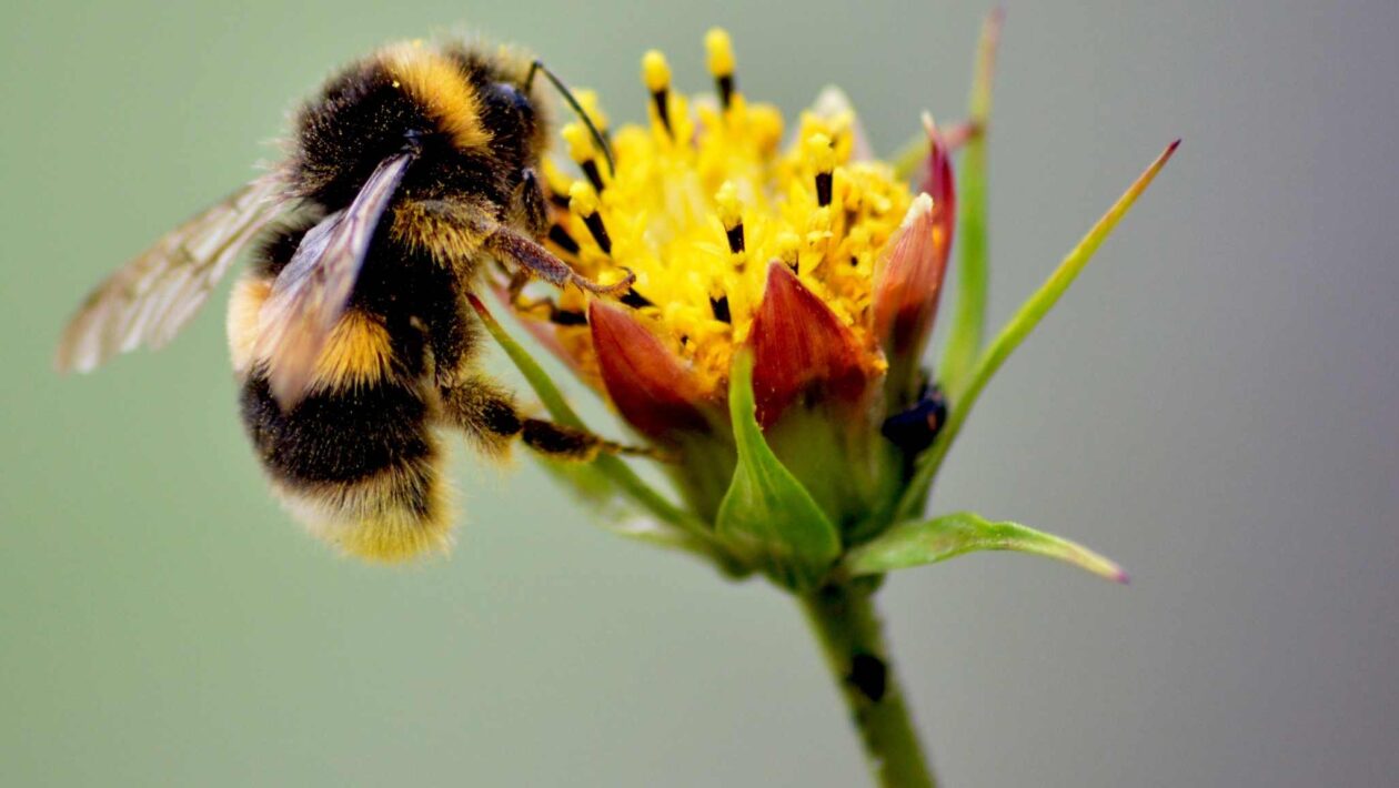 O desaparecimento das abelhas causaria impacto devastador no planeta (Imagem: Getty Images via Canva)