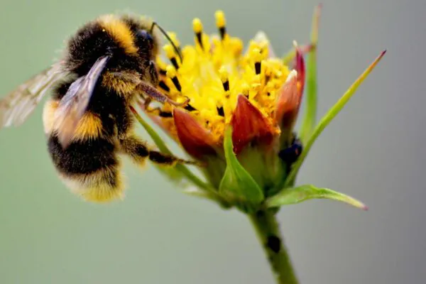 O desaparecimento das abelhas causaria impacto devastador no planeta (Imagem: Getty Images via Canva)