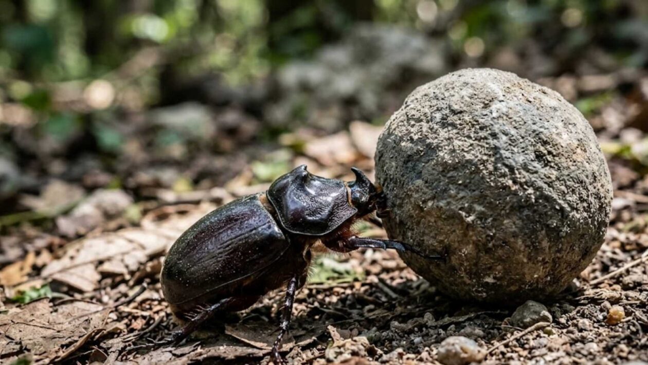 Insetos podem levantar centenas de vezes o próprio peso graças à biomecânica (Imagem: Fala Ciência via Gemini)