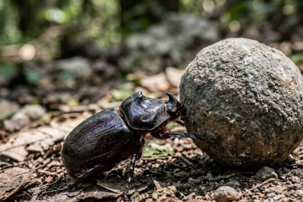 Insetos podem levantar centenas de vezes o próprio peso graças à biomecânica (Imagem: Fala Ciência via Gemini)