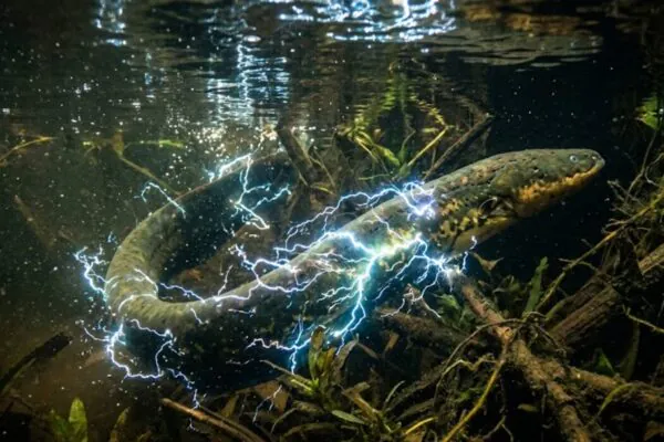 Um peixe capaz de gerar choques elétricos tão fortes que impressionam até humanos (Imagem: Fala Ciência via Gemini)