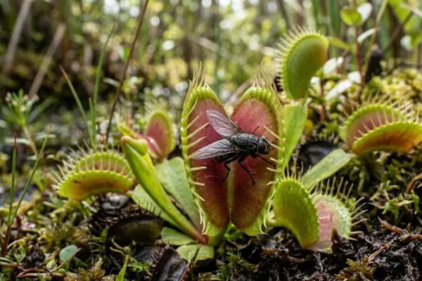 Algumas plantas não são passivas: evoluíram para capturar e digerir insetos como verdadeiras predadoras naturais. (Imagem: Fala Ciência via Gemini)