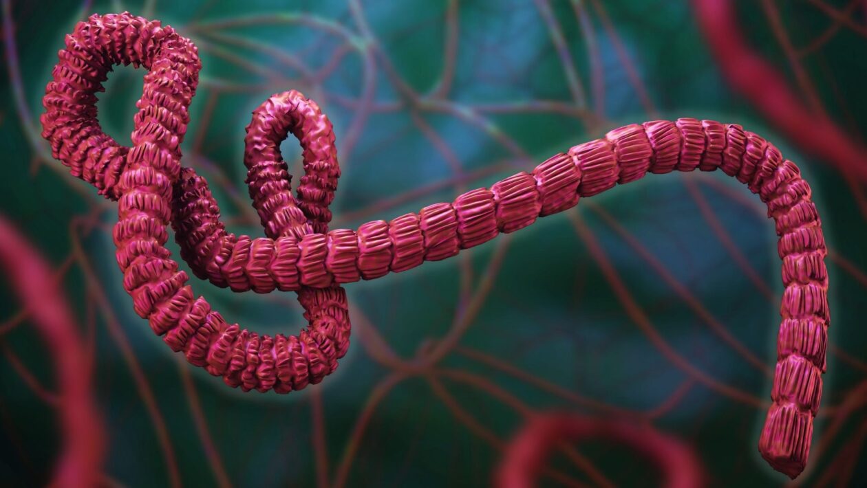 Surto atual de Ebola mantém alta taxa de letalidade. (Foto: Getty Images via Canva)