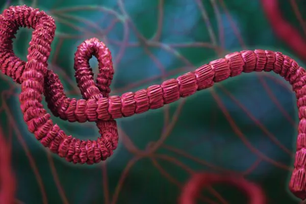 Surto atual de Ebola mantém alta taxa de letalidade. (Foto: Getty Images via Canva)