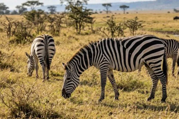 As listras das zebras confundem insetos e aumentam suas chances de sobrevivência na natureza. (Imagem: Fala Ciência via Gemini)