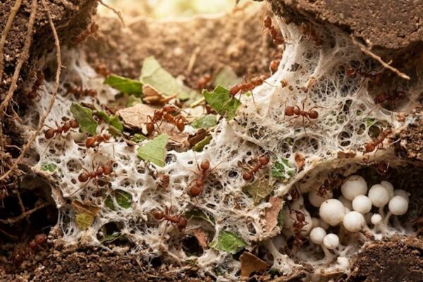 As formigas cultivam alimentos há milhões de anos. Sim, elas têm fazendas! (Imagem: Fala Ciência via Gemini)