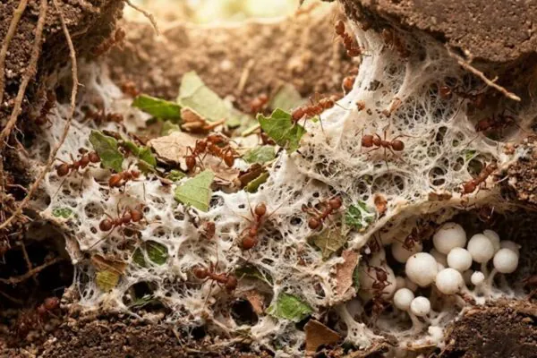 As formigas cultivam alimentos há milhões de anos. Sim, elas têm fazendas! (Imagem: Fala Ciência via Gemini)