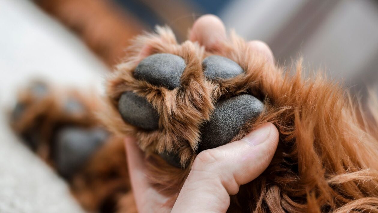 Bactérias nas patas geram cheiro de pipoca em cães. (Foto: Getty Images via Gemini)