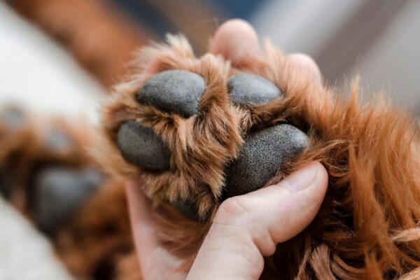 Bactérias nas patas geram cheiro de pipoca em cães. (Foto: Getty Images via Gemini)