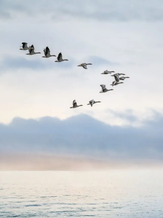 Por que as Aves Voam em Formato de “V”?