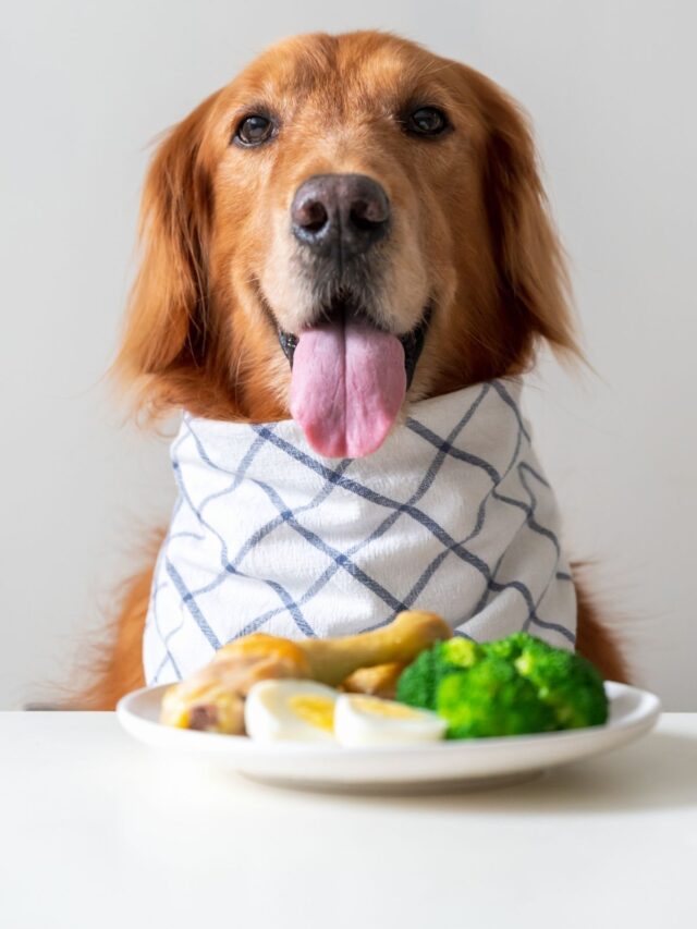 Meu cão comeu o que não devia: E agora?