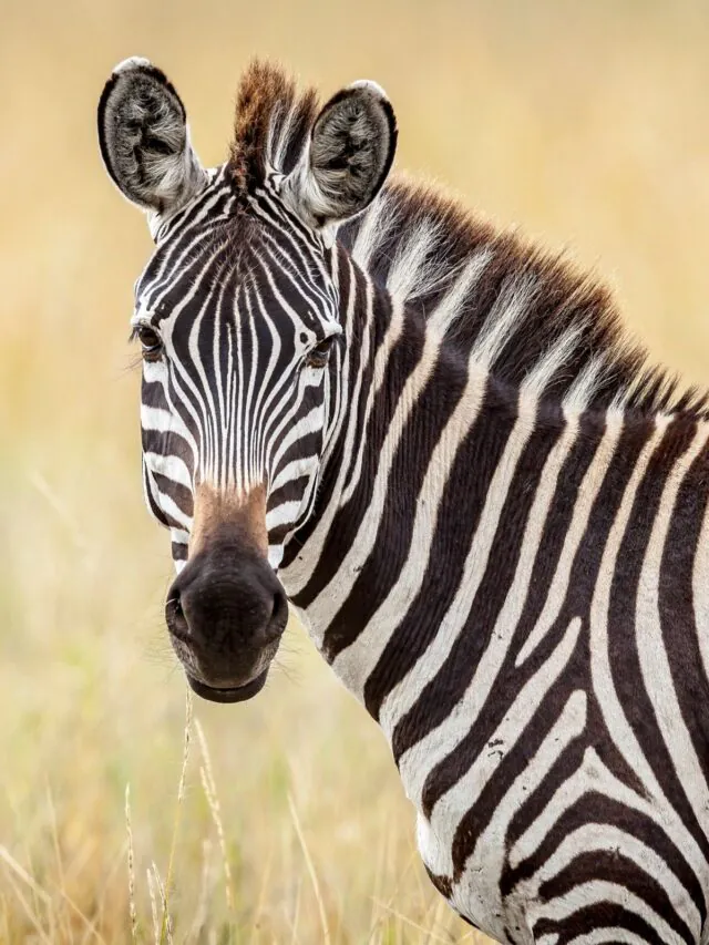 Você Nunca Verá Duas Zebras Iguais