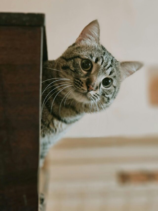 4 Sinais Discretos de Que o Seu Gato Te Ama