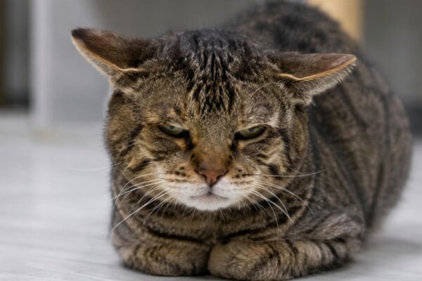 Orelhas e postura podem revelar uma dor que seu gato tenta esconder. (Imagem: Fala Ciência via ChatGPT)