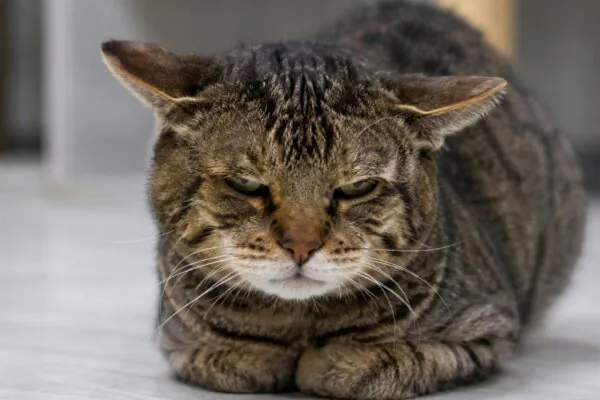 Orelhas e postura podem revelar uma dor que seu gato tenta esconder. (Imagem: Fala Ciência via ChatGPT)