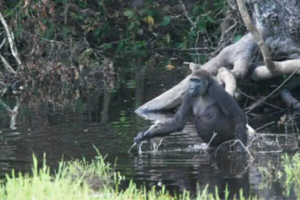 Gorila avaliou o terreno alagado usando um galho como apoio. (Foto: Breuer et al via PMC)