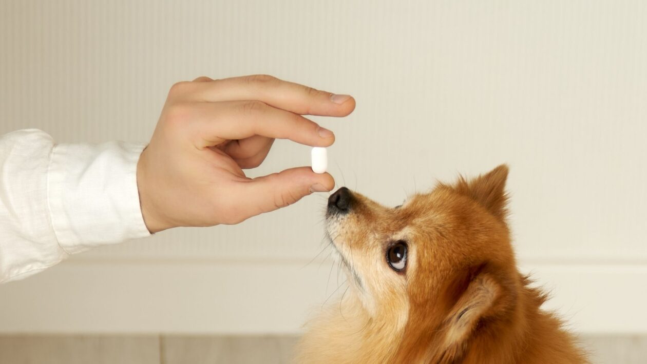 Remédios humanos representam riscos para os pets. (Foto: Getty Images via Canva)