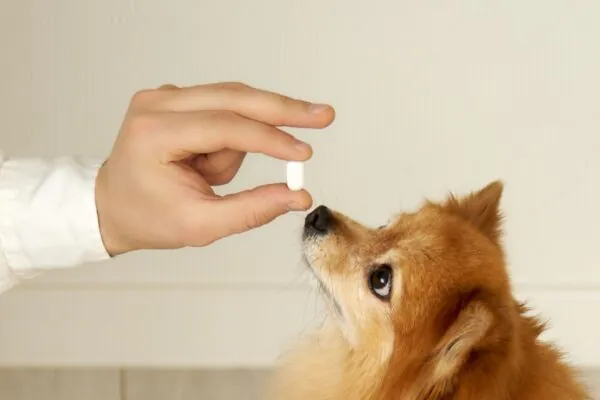 Remédios humanos representam riscos para os pets. (Foto: Getty Images via Canva)