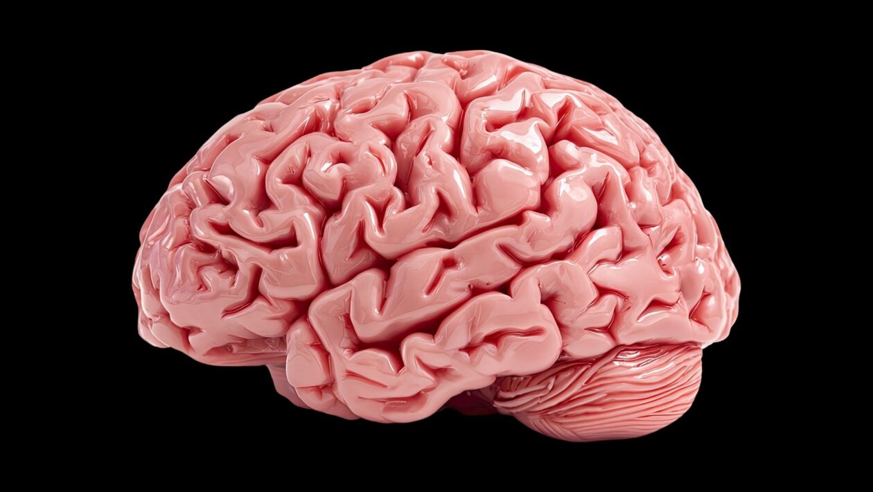 Neuroplasticidade pode durar toda a vida. (Foto: Squidstd via Canva)
