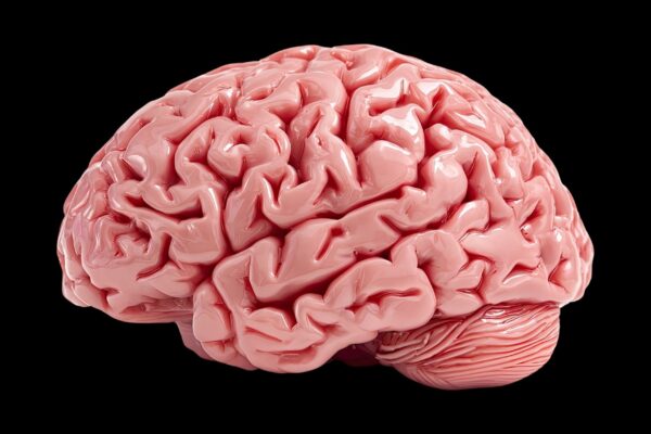 Neuroplasticidade pode durar toda a vida. (Foto: Squidstd via Canva)