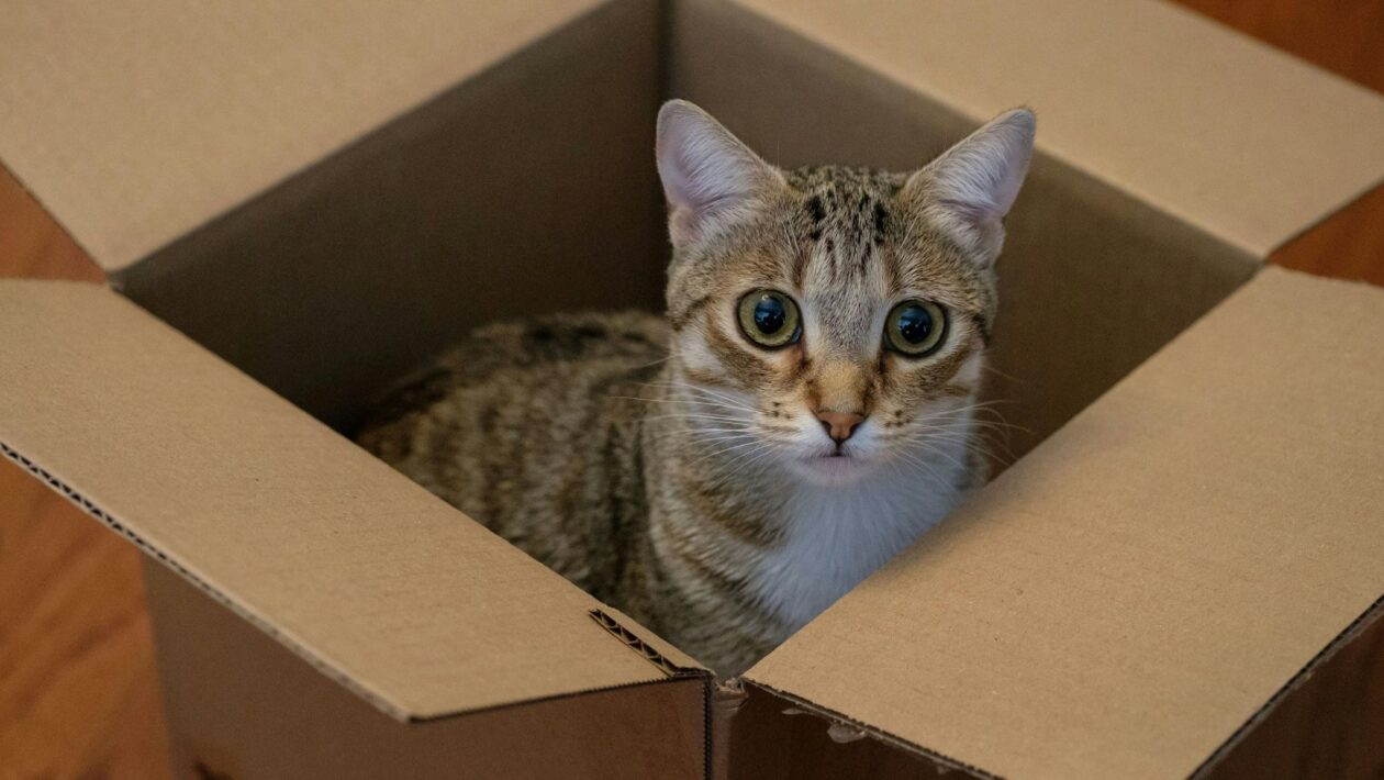 Caixas reduzem estresse e cortisol em gatos. (Foto: Pexels via Canva)